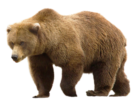 Bear PNG Images Download Full HD