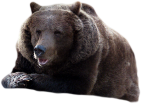 Bear PNG Images Download HD