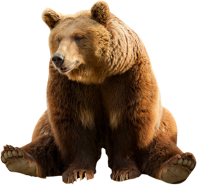 Bear Sitting PNG Full HD Download