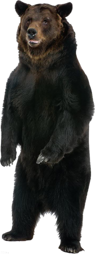 Bear Stand HD PNG Images Download
