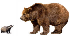 Bear Staring PNG Full HD Download