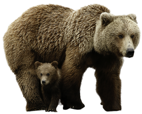 Bear With Own Bay PNG Images Download