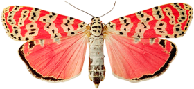 Beautiful Butterfly PNG Images Hd