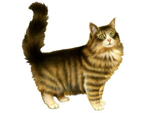 Beautiful cat head Png Images