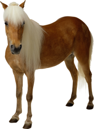 Beautiful Horse Transparent PNG Images