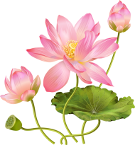Beautiful Lotus Flower PNG Download