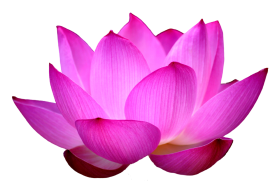 Beautiful Lotus Pink  PNG Images Download