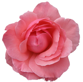 Beautiful Pink  Rose Flower PNG Hd
