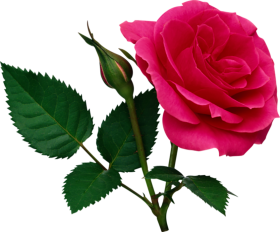 Beautiful Red Rose Flower PNG  Download