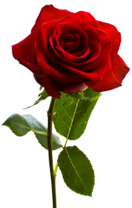 Beautiful Red Rose Flower PNG  Download