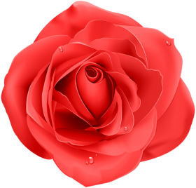 Beautiful Red Rose Flower PNG Download