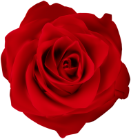 Beautiful Red Rose Flower PNG Photos