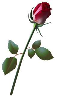 Beautiful Red Rose Transparent PNG