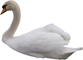 Beautiful Swan PNG For Photo Editing