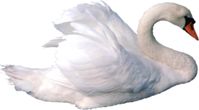 Beautiful Swan PNG Free images Download