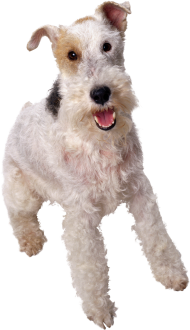 Beautiful White Puppy Pet Dog PNG Images