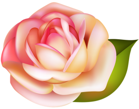 Best Red Rose Flower PNG Download