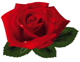 Best Red Rose Transparent Flower PNG