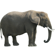 Big Elephant Background PNG Image