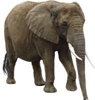 Big Elephant PNG Full HD Quality