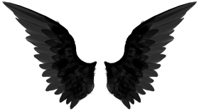 Birds Wings Without Background PNG