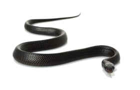 Black Anaconda PNG Full HD