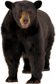 Black Bear Front View PNG Images Download