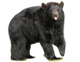Black Bear PNG Images Download HD