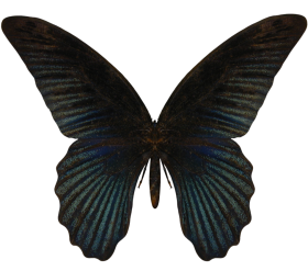 Black Butterfly PNG Images Download