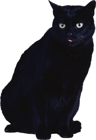 Black Cat HD Transparent PNG Images