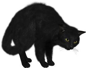 Black Cat PNG Transparent Images