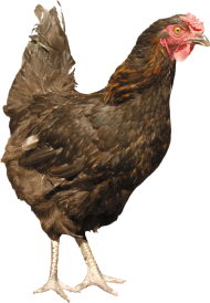 Black Chicken PNG free download