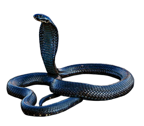 Black Cobra Snake PNG Download