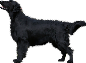 Black Dog Transparent PNG Download