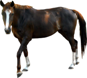 Black Horse Transparent PNG Images