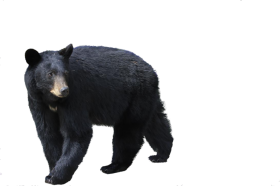 Black Walking Bear PNG Images Download