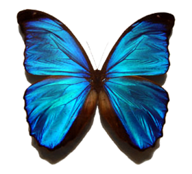 Blue Butterfly HD PNG Images