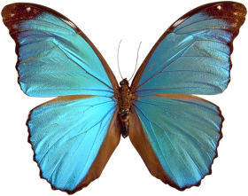 Blue Butterfly Transparent PNG Free