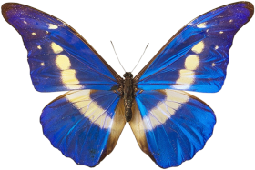 Blue Butterfly Transparent PNG HD