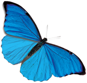 Blue Butterfly Transparent PNG Images Download