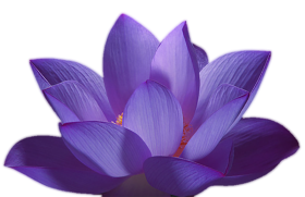 Blue Lotus Flower PNG Download