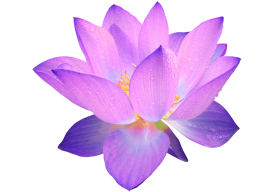 Blue Lotus Flower PNG Download HD