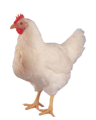 Broiler Chicken PNG full hd download