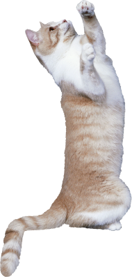 Brown Cat Transparent HD PNG Images