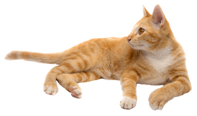 Brown Cat Transparent PNG Images