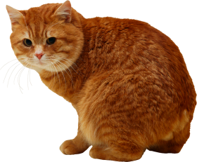 Brown Cat Transparent PNG Images Full HD