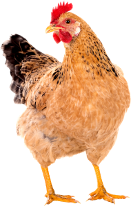 Brown Chicken PNG full hd