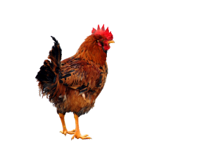 Brown Chicken Standing PNGihd