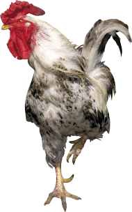 Brown Cock PNG full hd download