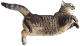 Brown Color Cat Transparent PNG Image
